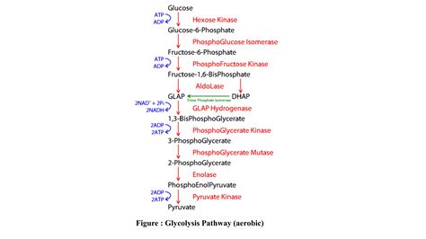 Carbohydrate metabolism and Glycolysis | PPT