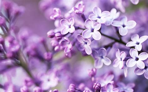 Spring Purple Flowers Wallpapers | HD Wallpapers | ID #12714