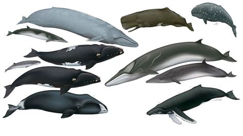 The Great whales: All 13 species explained Which species are considered part of the group? Are ...