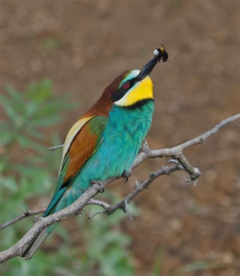 European Bee-eater | BirdForum