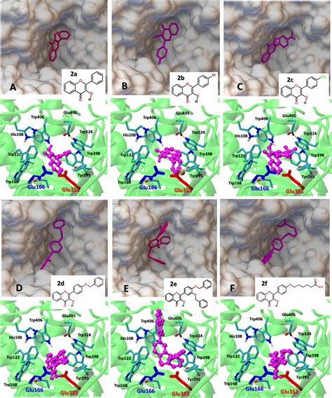 (A–F) The comparison of the best binding mode of the studied flavonol... | Download Scientific ...