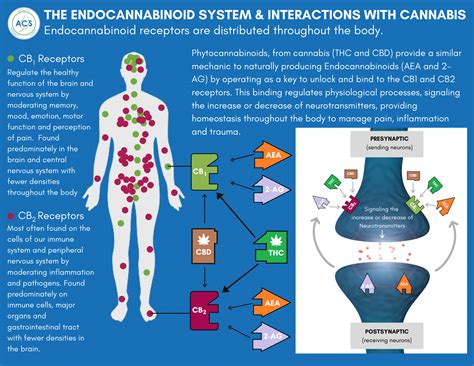 The Endocannabinoid System