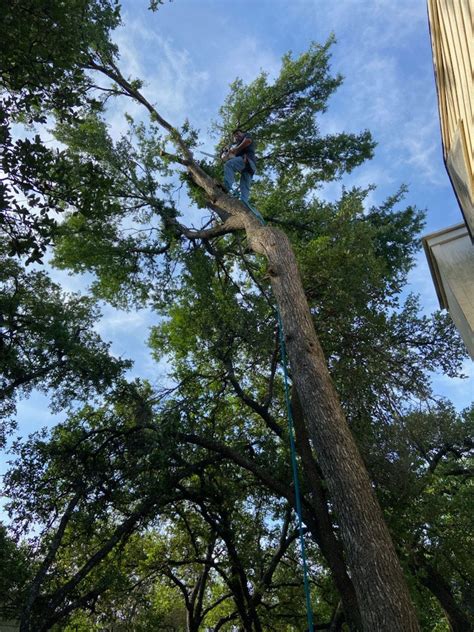 Leander Tree Care | #1 Tree Service in Leander & Round Rock TX