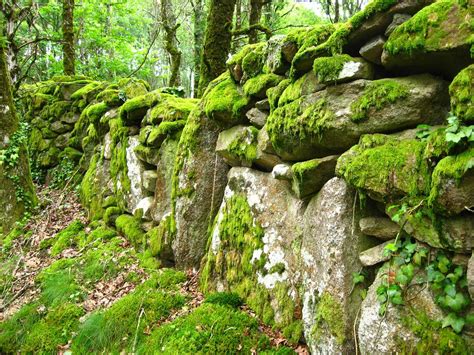 Mossy stone wall | There must be thousands of kilometres of … | Flickr