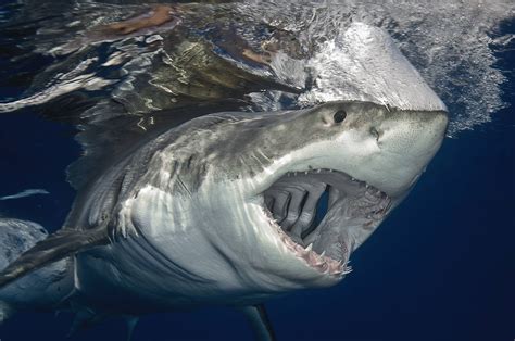 Great White Shark - You can see right straight through the gills. : r ...