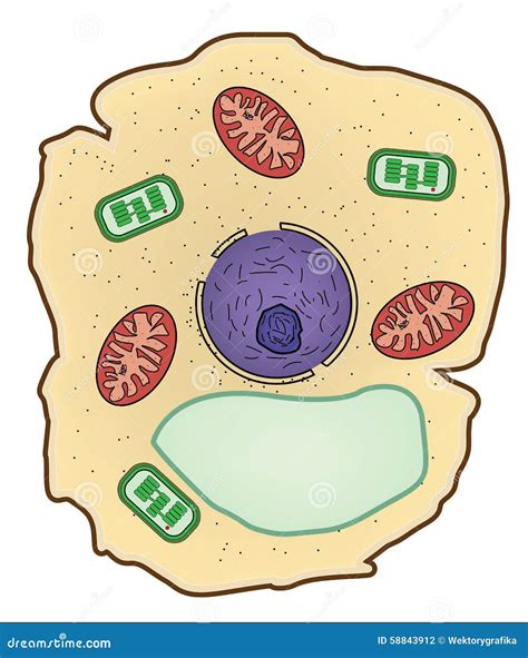 Vector Illustration Of Plant Cell Structure, Anatomy Of Cell ...