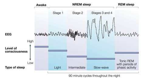 Stages Of Sleep