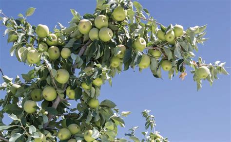 Honeycrisp thinning takes all season | Good Fruit Grower