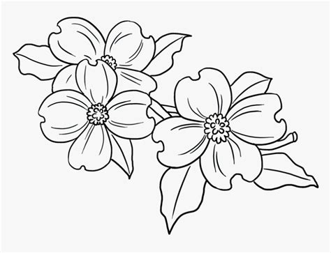 How To Draw A Flowering Dogwood | Best Flower Site