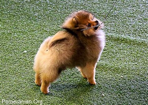 When Should You Commence Pomeranian Puppy Training?