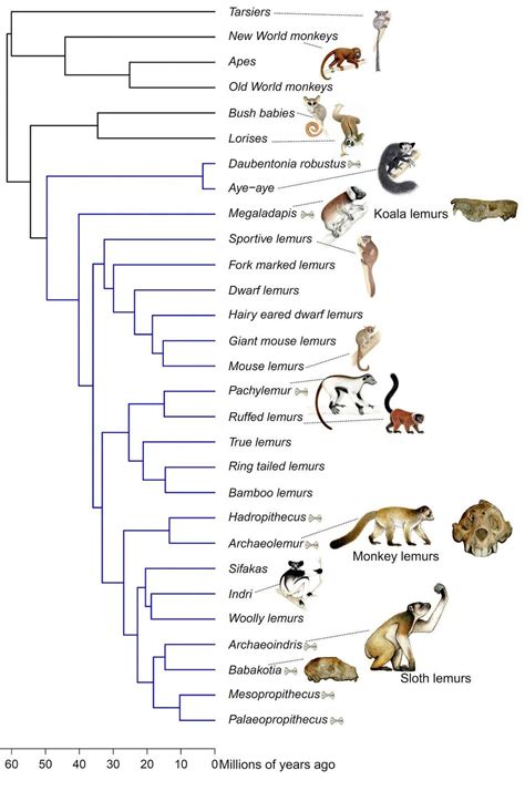 A New Family Tree For One Of The World's Most Endangered Mammals