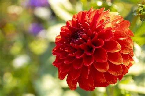 Bunga Dahlia Merah - Foto gratis di Pixabay - Pixabay