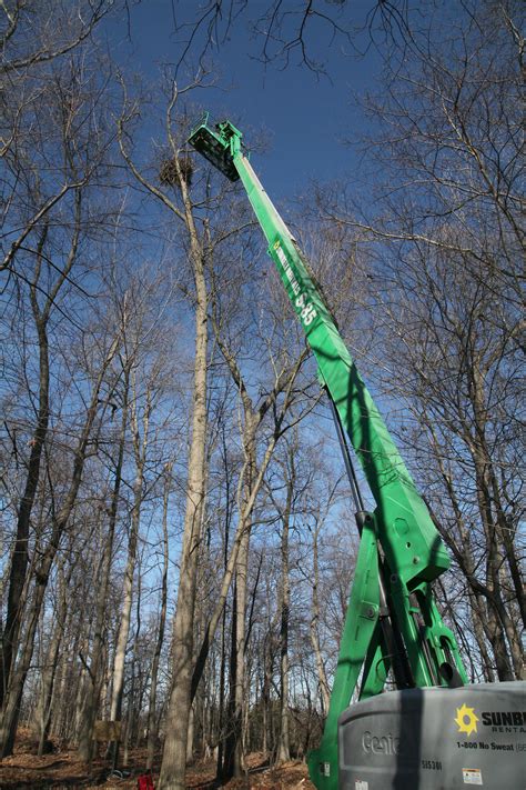 Pennsylvania bald eagles featured on new web cam; also spotted across the state | PennLive.com