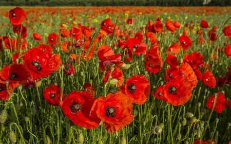 1920x1080 red, poppies, flowers, wildflowers, grass - Coolwallpapers.me!