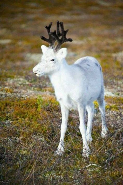 All Things Finnish | Albino animals, Rare albino animals, Rare animals