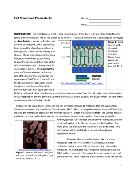 Cell Membrane Permeability