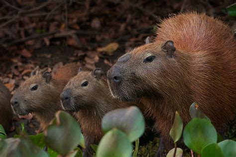 Capybara Family | Sean Crane Photography