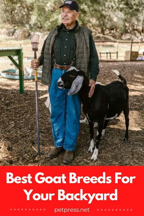 A Pet Parent's Guide to the Best Goat Breeds for Your Backyard