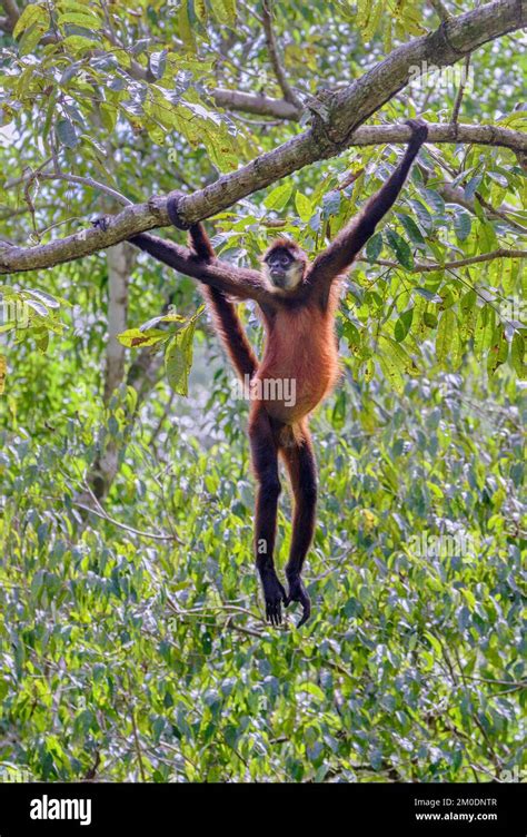 Spider monkey hanging in tree hi-res stock photography and images - Alamy