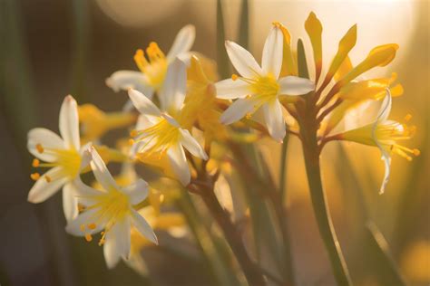 Asphodel Flower Meaning, Symbolism & Spiritual Significance - Foliage Friend - Learn About ...