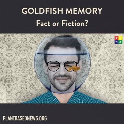 Goldfish Memory | fact, video recording | 🐠🐡🐟 Watch this video to find out if Goldfish really ...