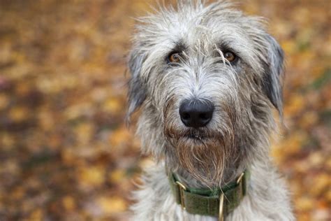 irish wolfhound | Irish wolfhound, Wolfhound, Dogs of the world