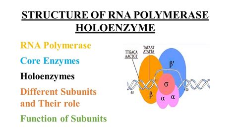 STRUCTURE OF RNA POLYMERASE (HOLOENZYME) - YouTube