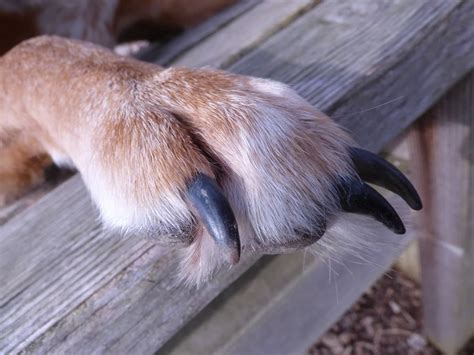 Does a Dog's Dewclaw Grow Back? (Explained for Owners!)