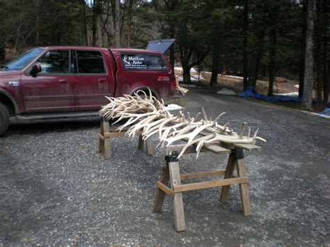 Naturally Shed Antlers - Mad River Antler