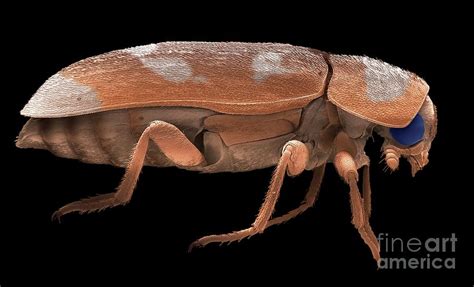 Dermestid Beetle Photograph by Steve Gschmeissner/science Photo Library ...