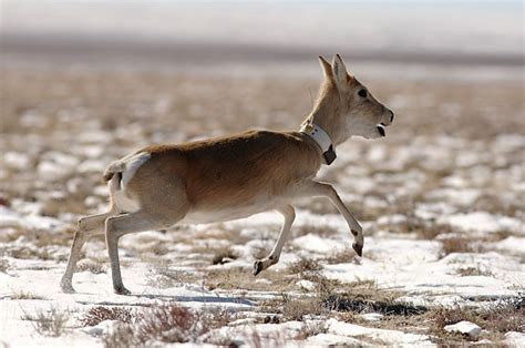 Mongolian gazelle | Animals: feral | Pinterest