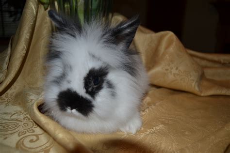 Lionhead rabbit Rabbits For Sale | Moorestown, NJ #248049