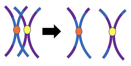 Synapsis in Meiosis & Mitosis | Definition, Occurrence & Process ...