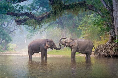 Researchers Create First Evidence-Based Map of Asian Elephant Populations · Giving Compass