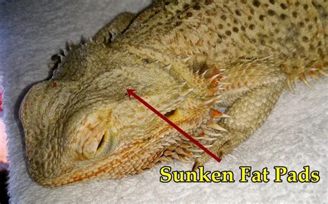 Bearded Dragon Internal Bleeding: Causes, Symptoms, and Treatment - Bearded Dragon