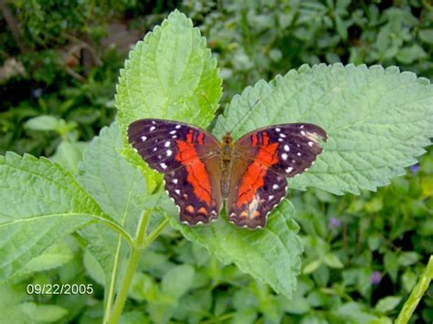 Butterflies - Species, Pictures & Information - HubPages