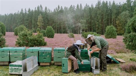 #56 Harvesting Raw, Organic Honey from the Beehive | Bee’s Dream Dessert - YouTube