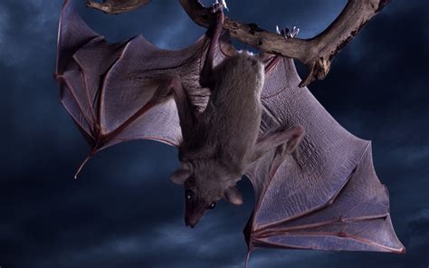 Animal Bat 4k Ultra HD Wallpaper