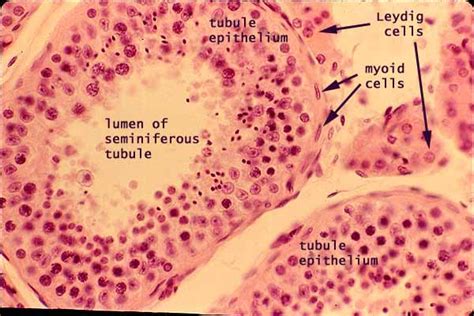 Histology at SIU