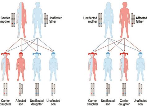 Homozygous - The Definitive Guide | Biology Dictionary