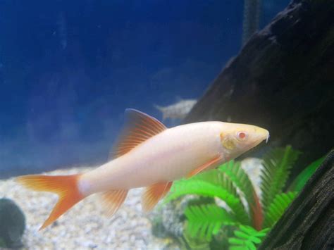 Albino rainbow shark | in Bournemouth, Dorset | Gumtree