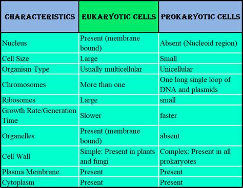 Comparing Prokaryotic And Eukaryotic Cells Worksheets Answer