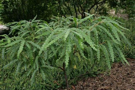 Comptonia peregrina (Sweet Fern) | North Carolina Extension Gardener Plant Toolbox