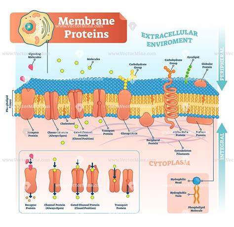 Membrane proteins biological vector illustration scheme | Protein biology, Biology, Membrane