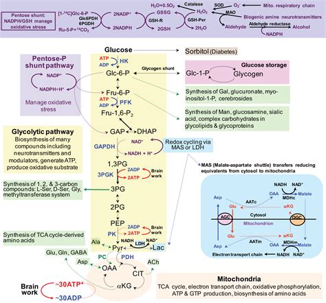 Glucose Metabolism Pathway