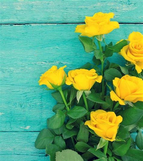 10 beautiful yellow roses that symbolize genuine friendship – Artofit