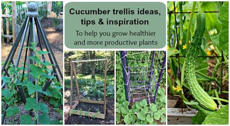 Cucumber Trellis Ideas, Tips, & Inspiration for Vegetable Gardens