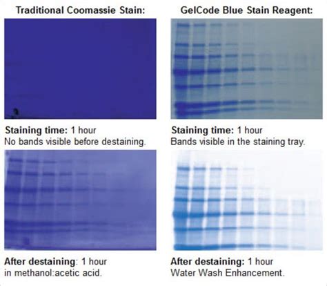 Thermo Scientific GelCode Blue Stain Reagent GelCode™ Blue Stain ...