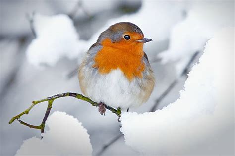 Robin In Snow Stock Photos, Pictures & Royalty-Free Images - iStock