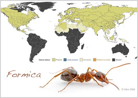 Mapping the ants of the world – Your Wild Life